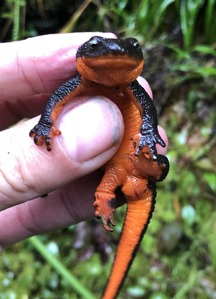 Rough-skinned Newt,